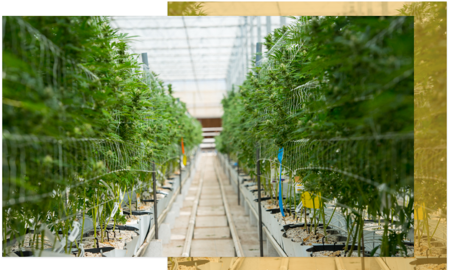 Sale Leaseback Program Innovative Industrial Properties